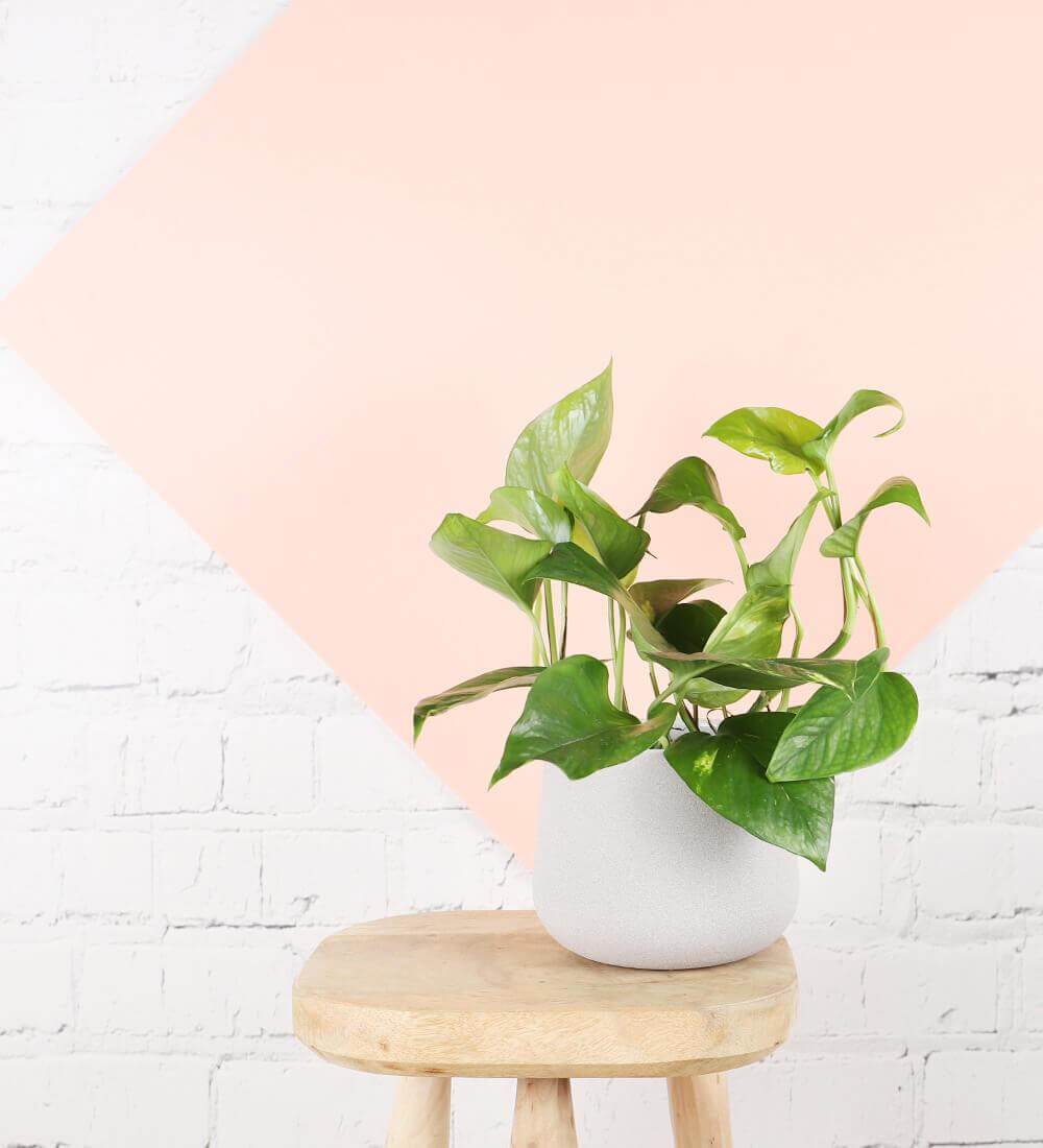Golden Pothos & Pot