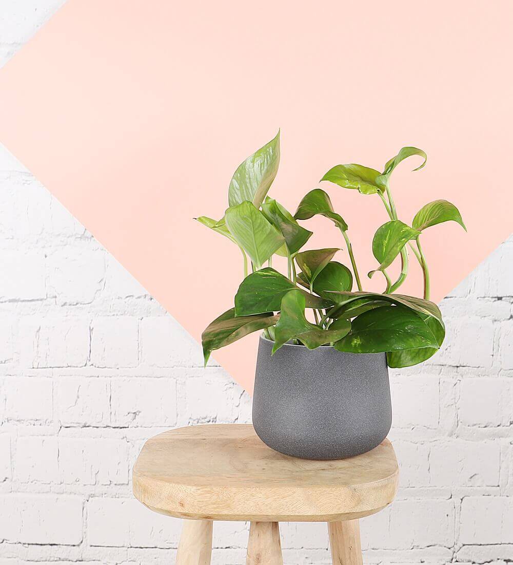 Golden Pothos & Pot