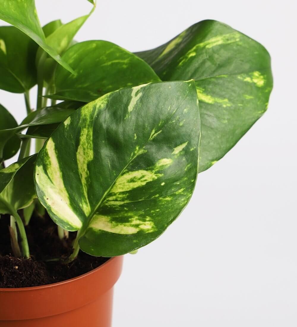 Golden Pothos & Pot