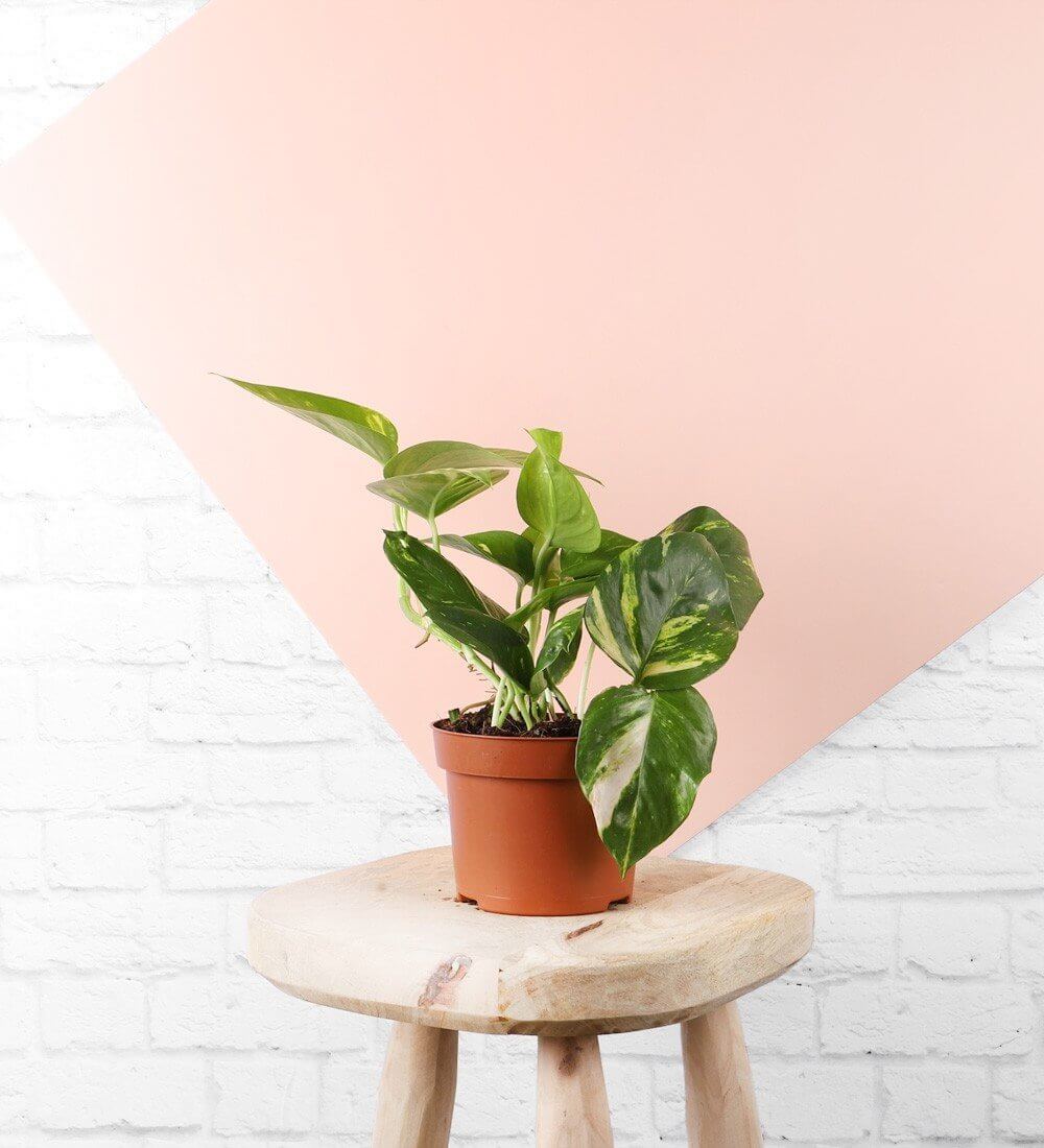 Golden Pothos & Pot