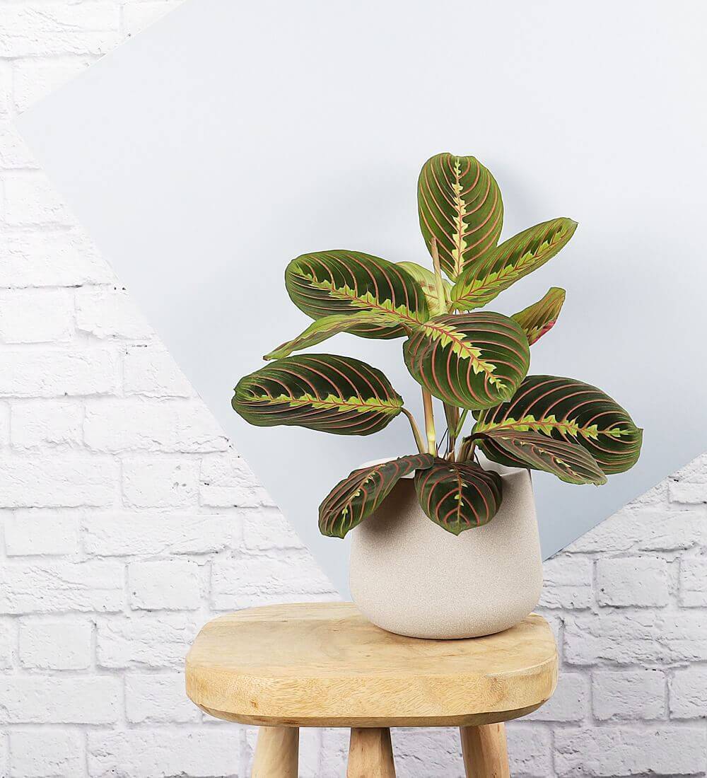Prayer Plant & Pot