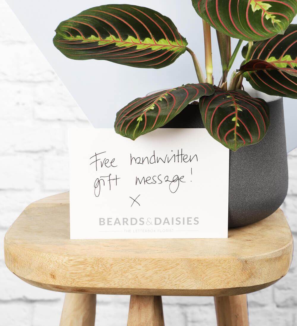 Prayer Plant & Pot