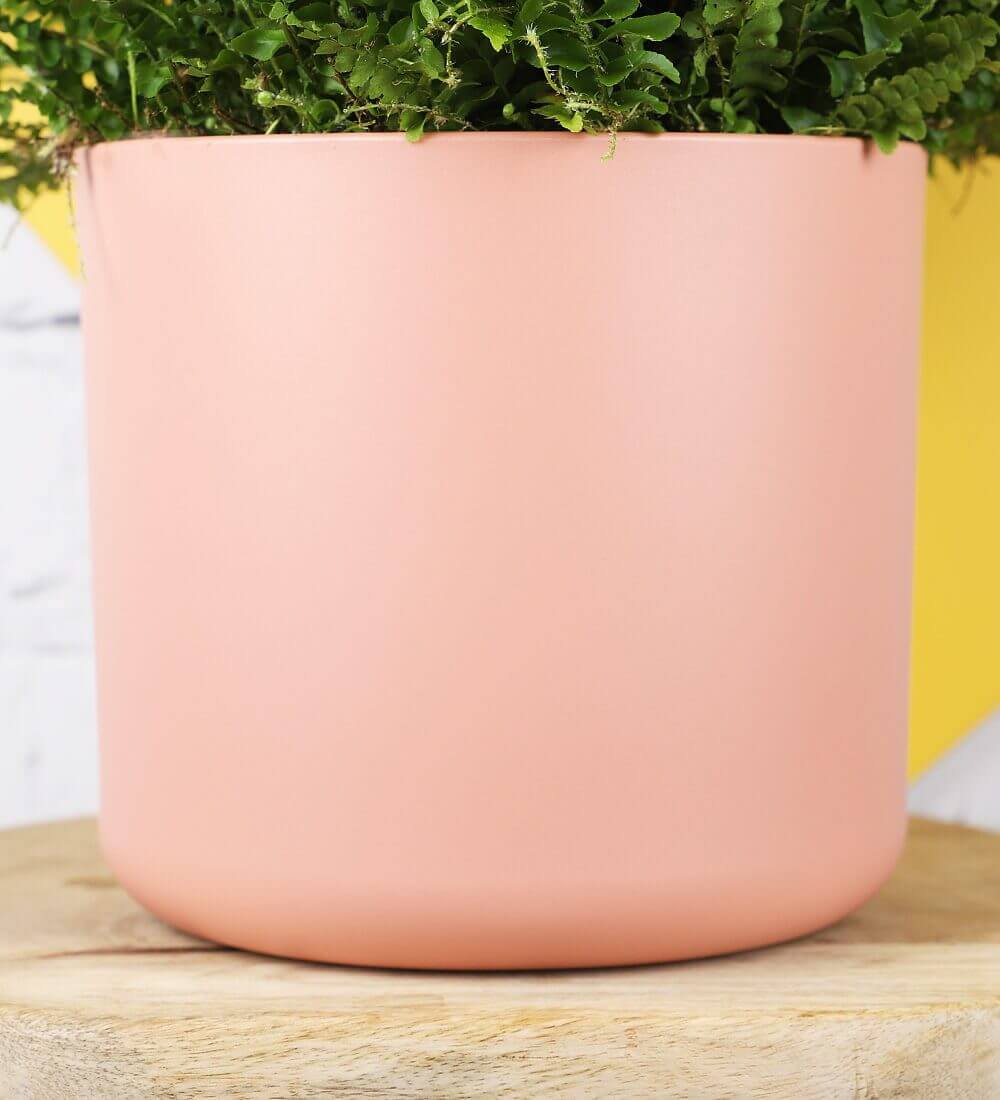 Boston Fern &amp; Pink Pot (2 of 5)