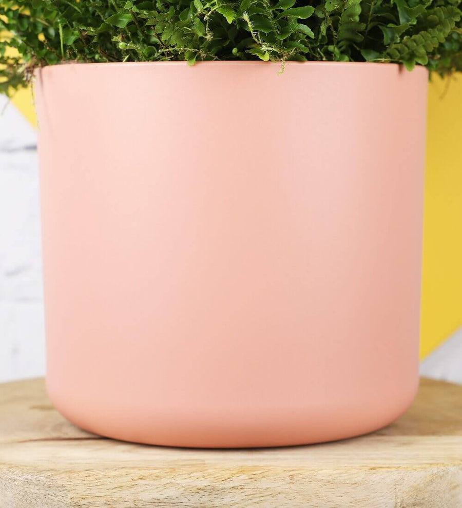 Boston Fern &amp; Pink Pot (2 of 5)