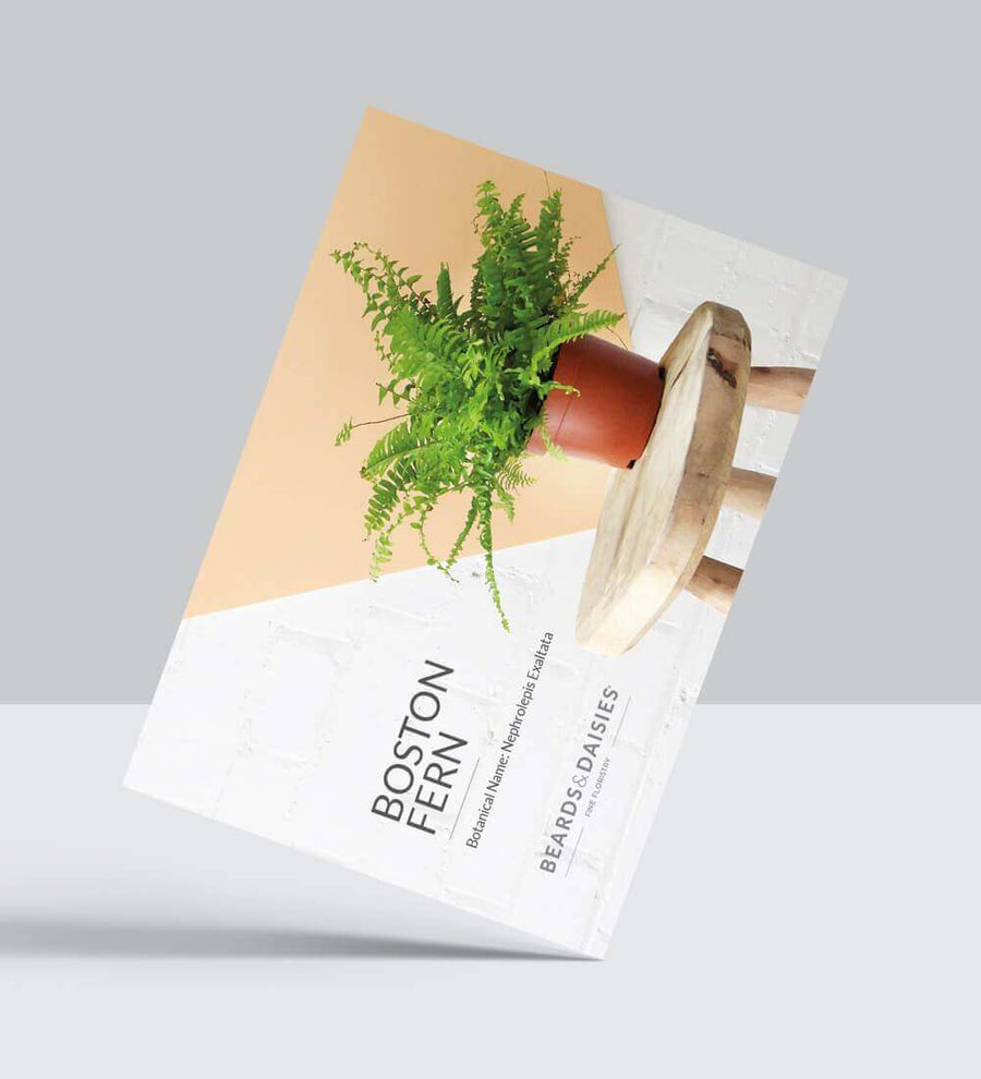 Boston Fern &amp; Pink Pot (3 of 5)