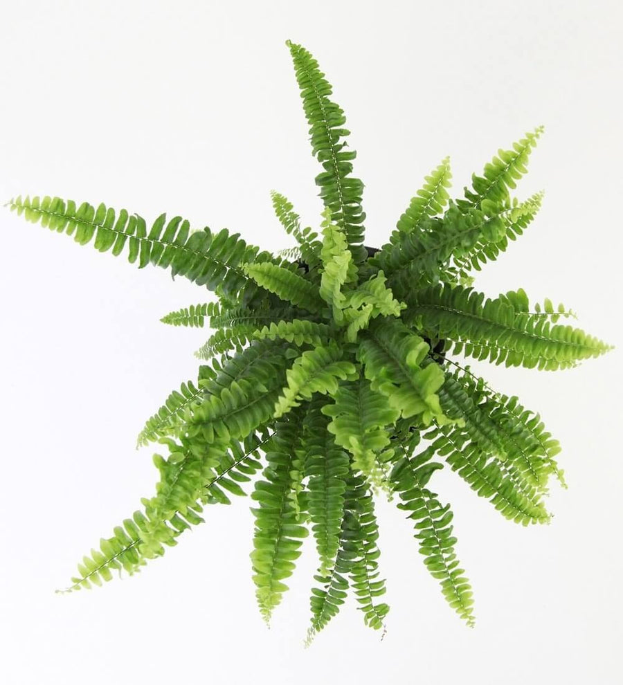 Boston Fern &amp; Pink Pot (4 of 5)