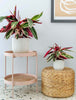 Calathea Stromanthe Triostar