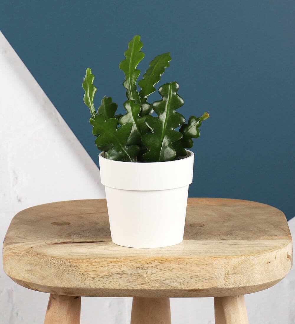 Classic Plant Pot