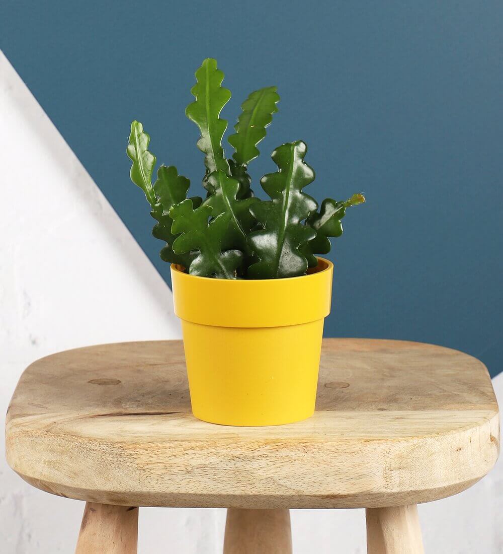 Classic Plant Pot