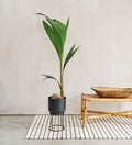 Coconut Palm