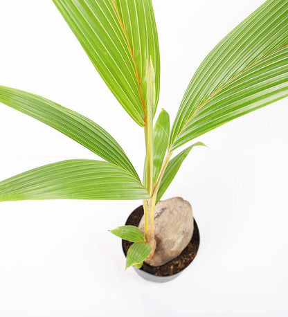 Coconut Palm