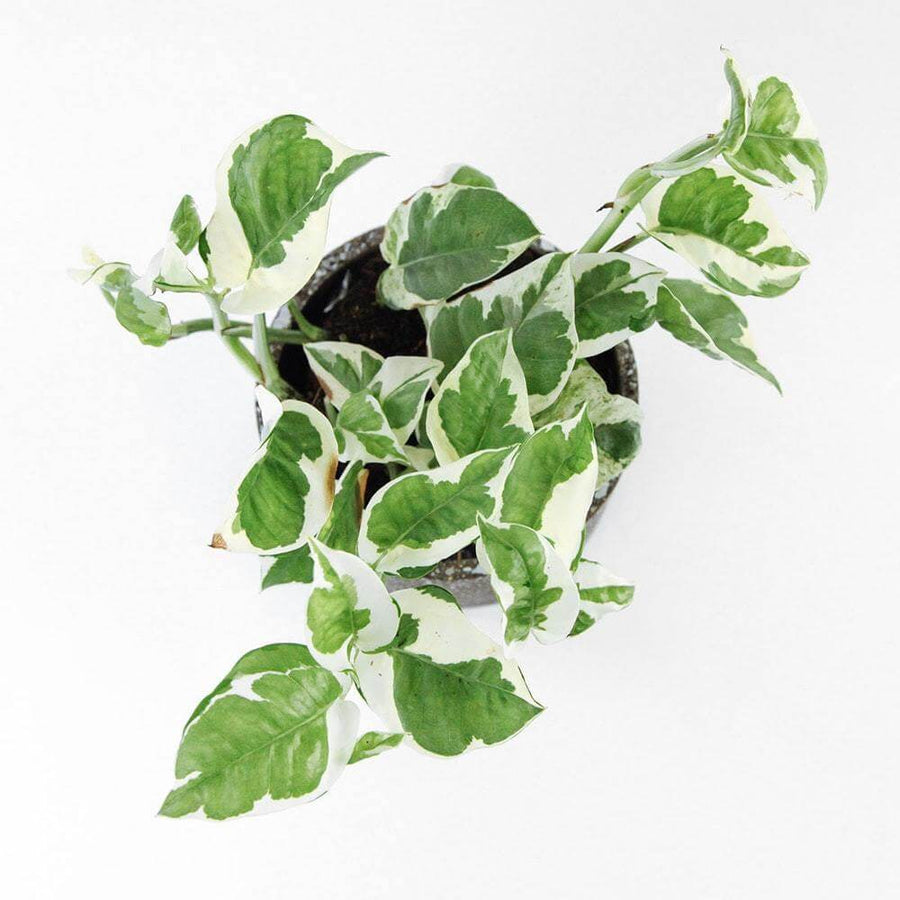 Devil's Ivy