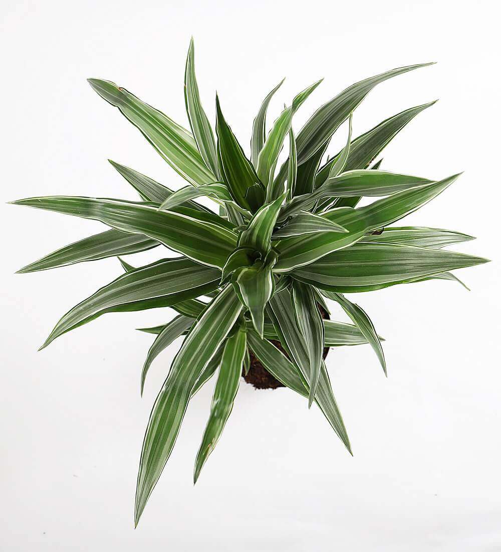 Dracaena Fragrans Warneckei