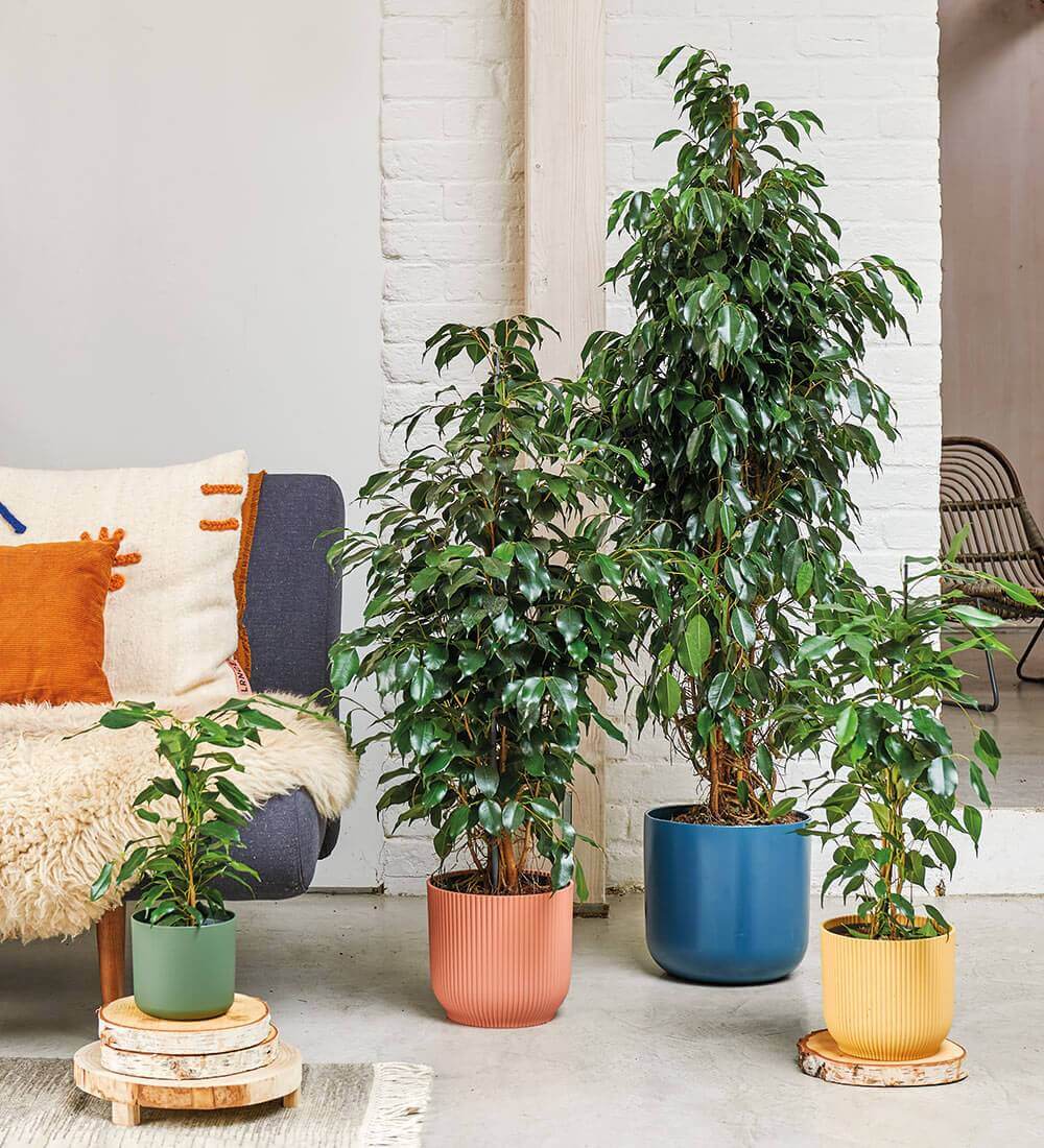 Ficus Benjamina