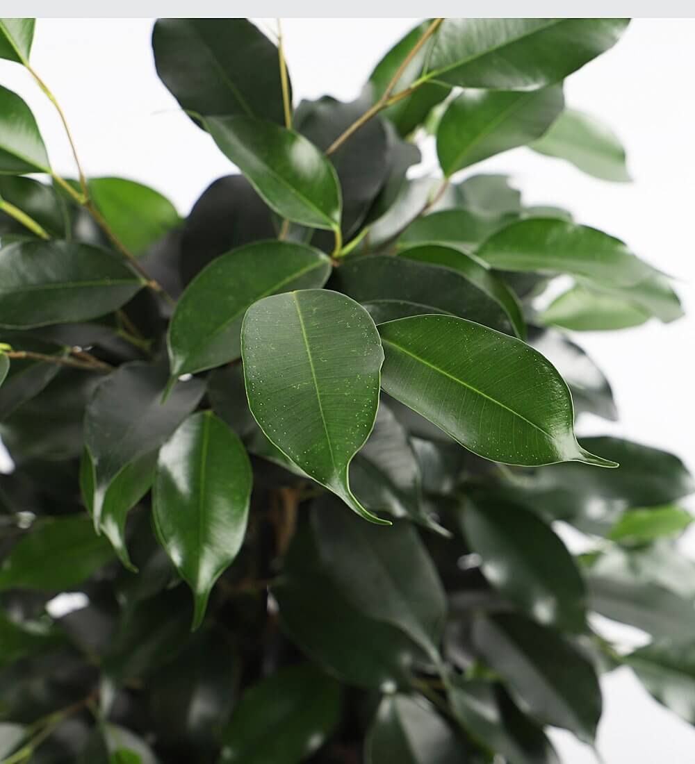 Ficus Benjamina