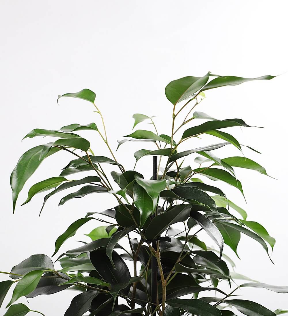 Ficus Benjamina