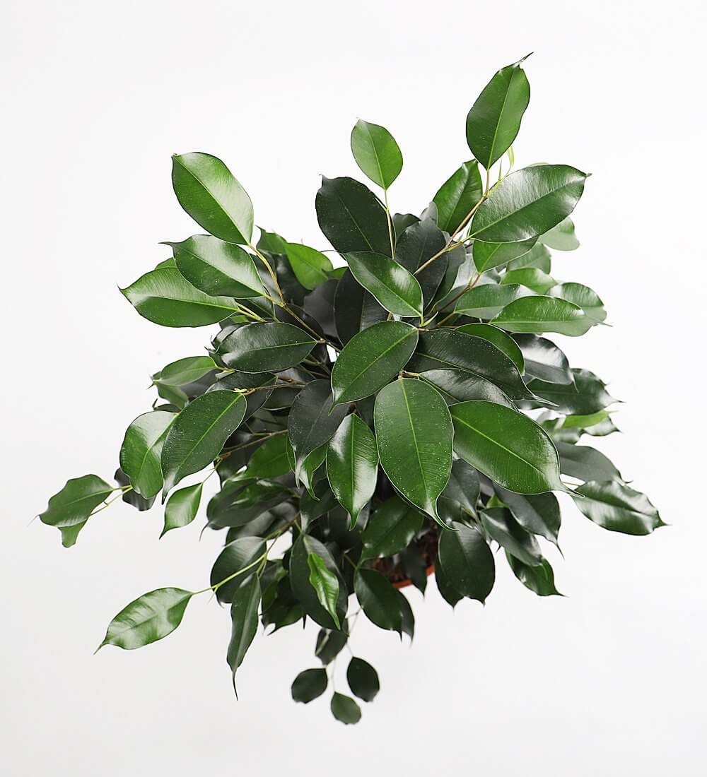 Ficus Benjamina