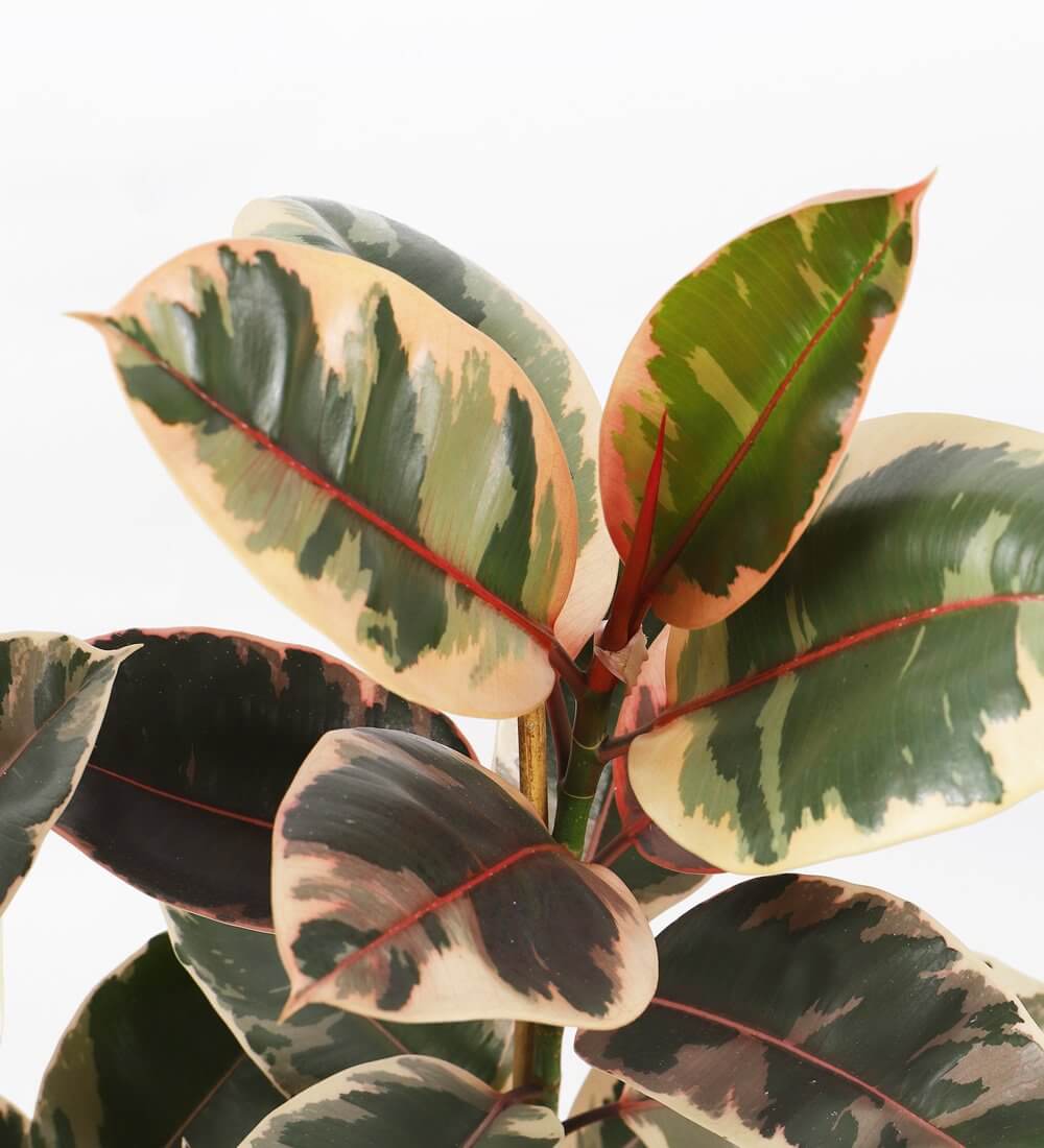 Ficus Elastica Belize