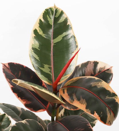 Ficus Elastica Belize