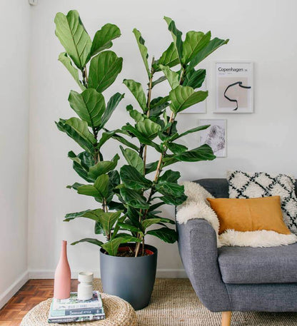 Fiddle-Leaf Fig