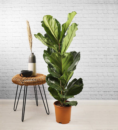 Fiddle-Leaf Fig