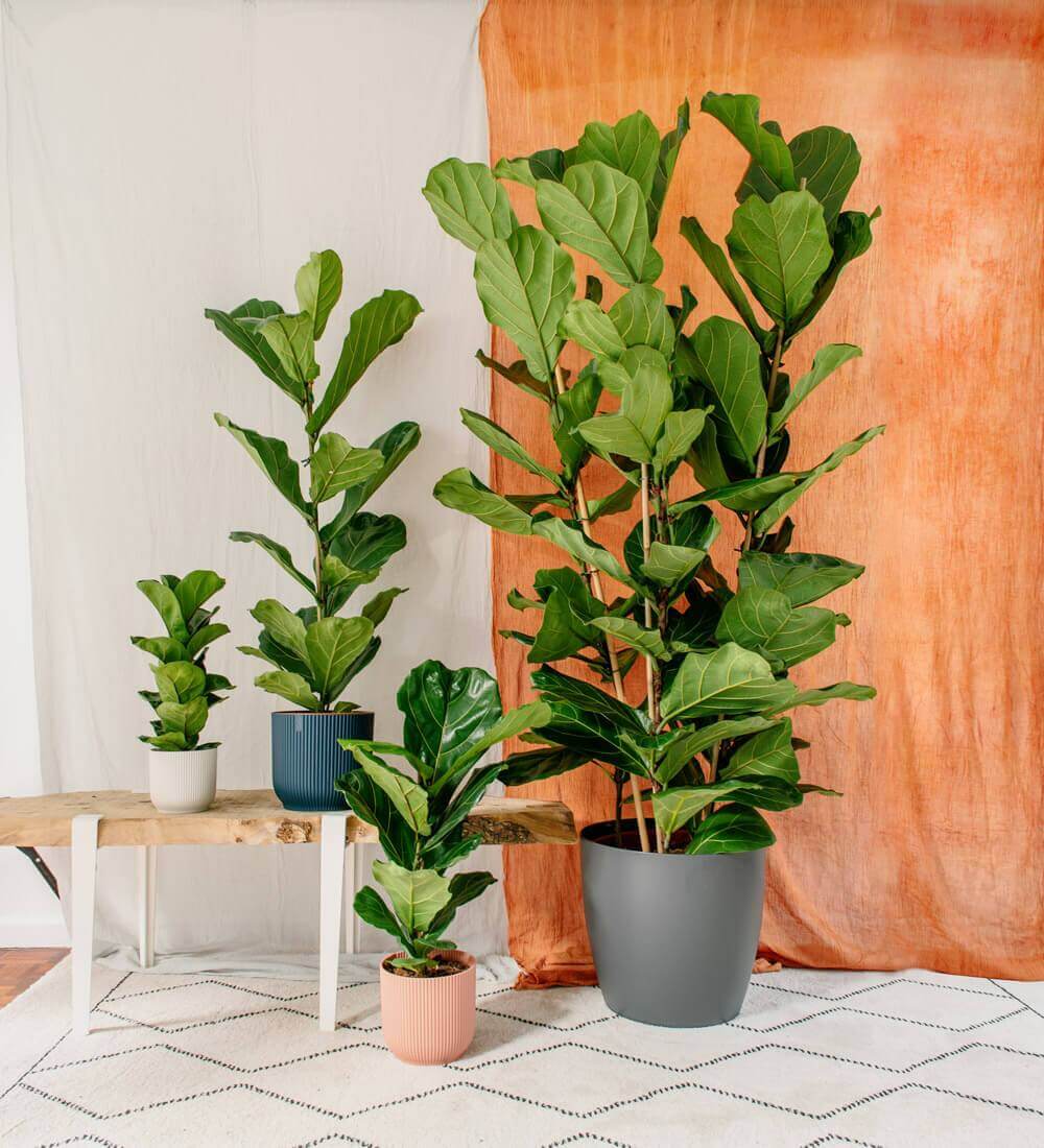 Fiddle-Leaf Fig