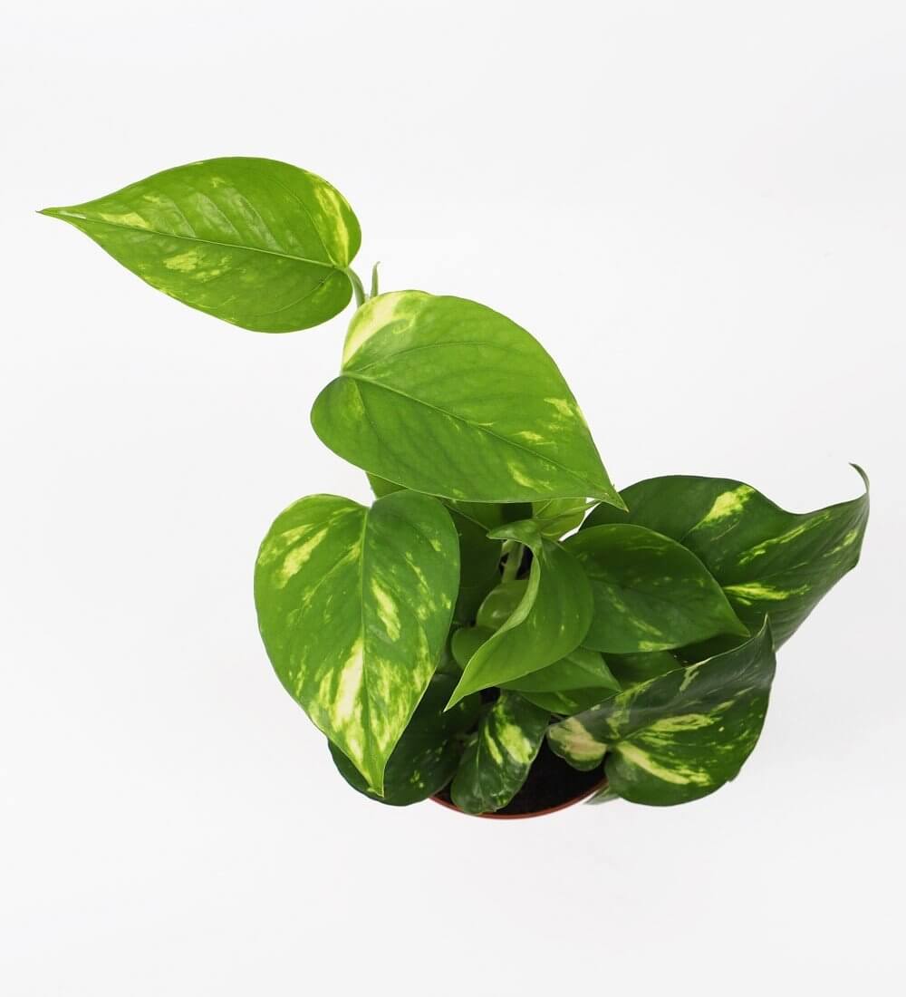 Golden Pothos &amp; Pot