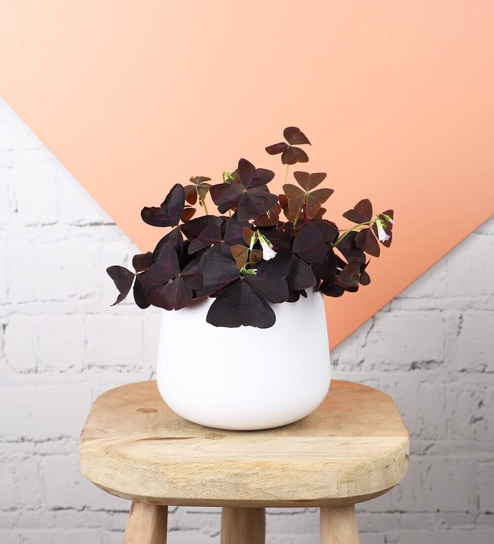 Oxalis Triangularis &amp; White Pot