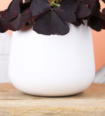 Oxalis Triangularis &amp; White Pot