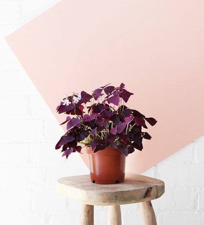 Oxalis Triangularis &amp; White Pot