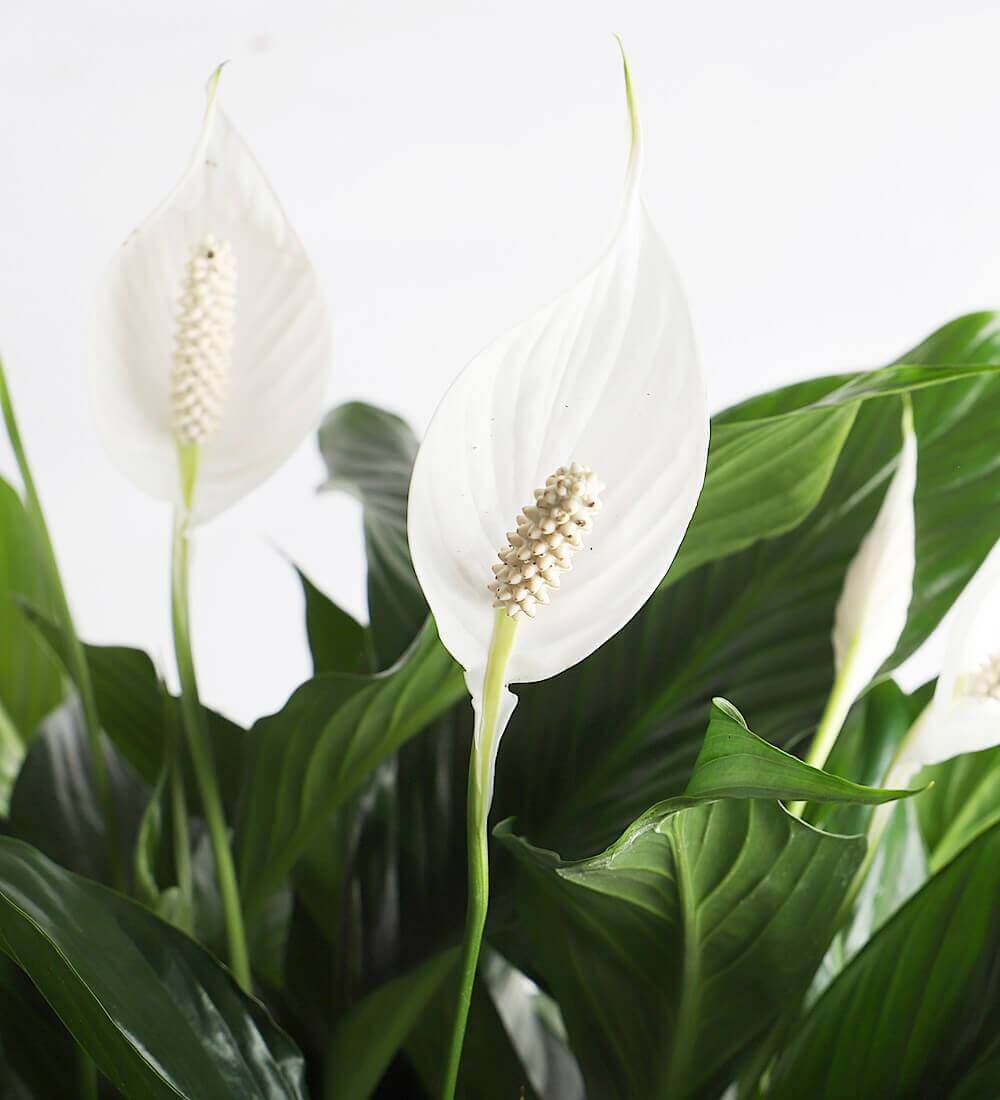 Peace Lily