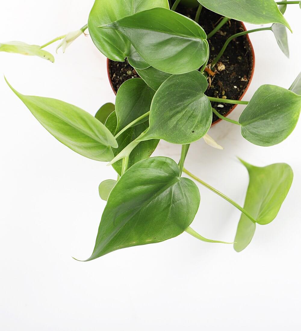 Philodendron Scandens