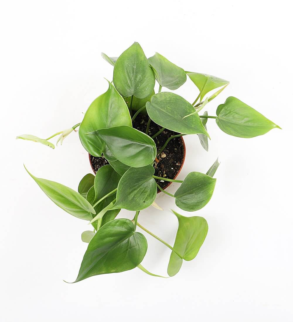 Philodendron Scandens