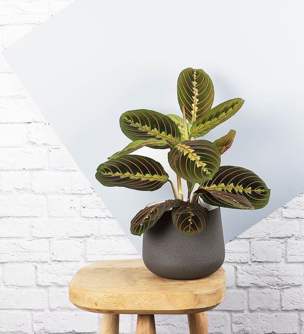 Prayer Plant &amp; Pot