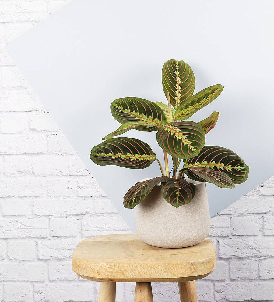 Prayer Plant & Pot