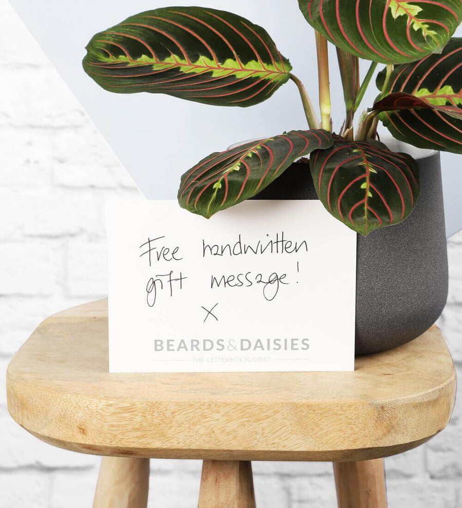 Prayer Plant & Pot