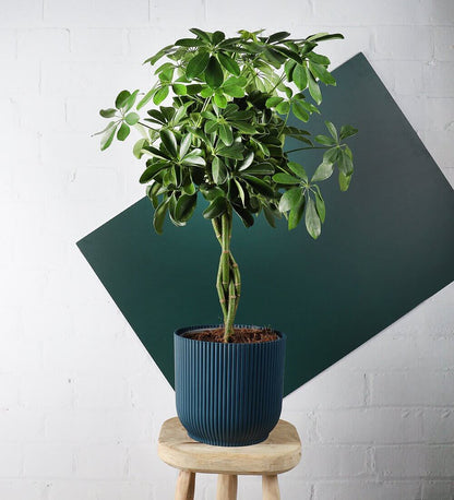 Schefflera Tree