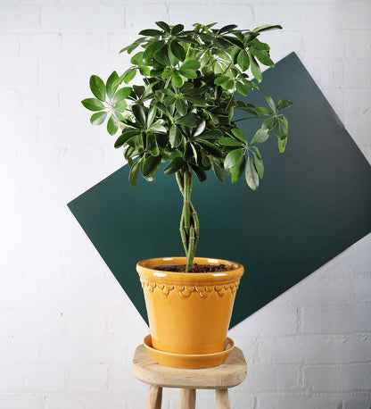 Schefflera Tree