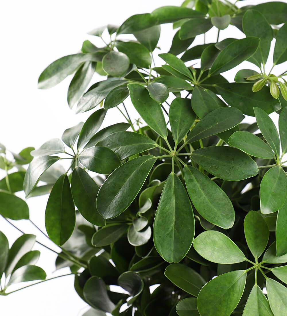 Schefflera Tree