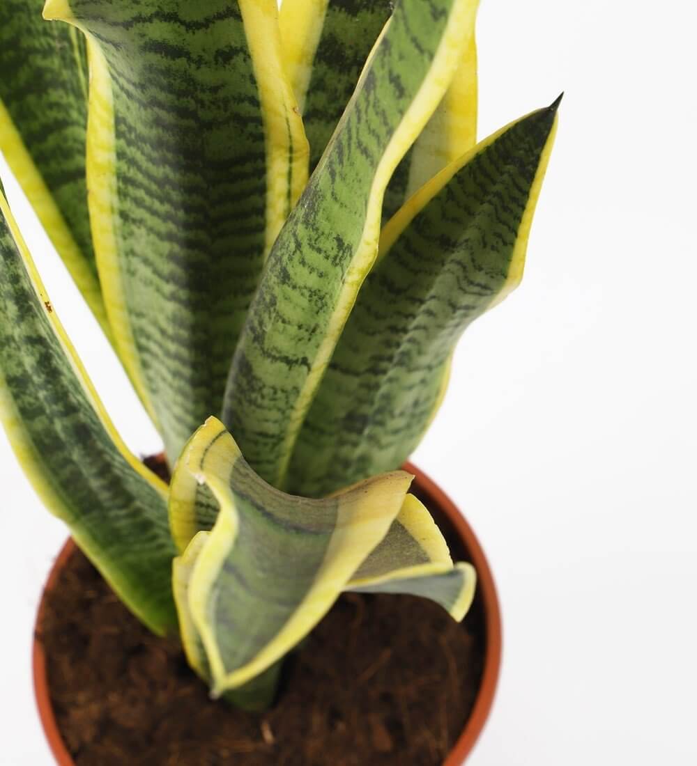 Snake Plant