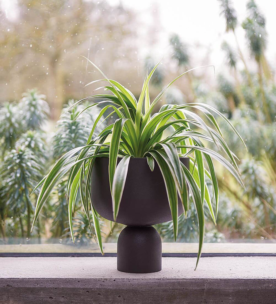 Spider Plant