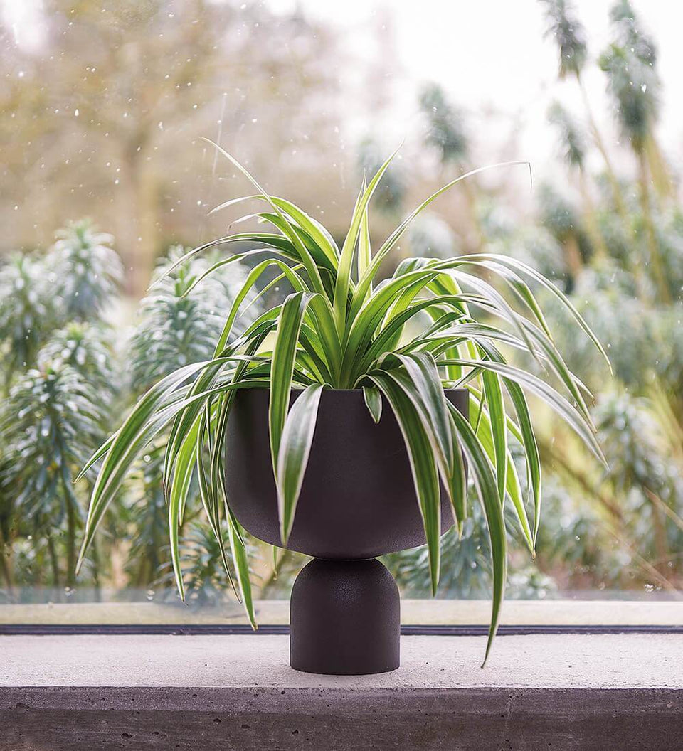 Spider Plant