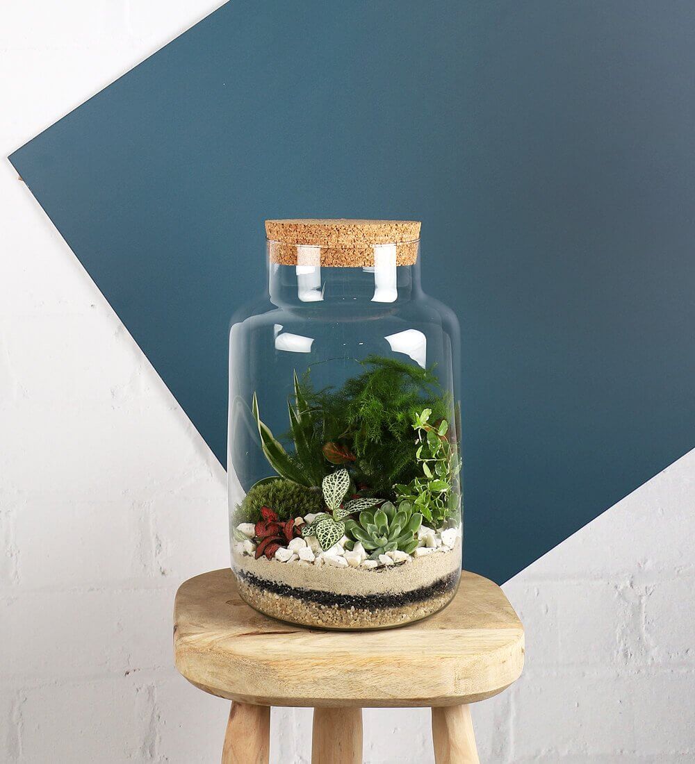 Terrarium Kit