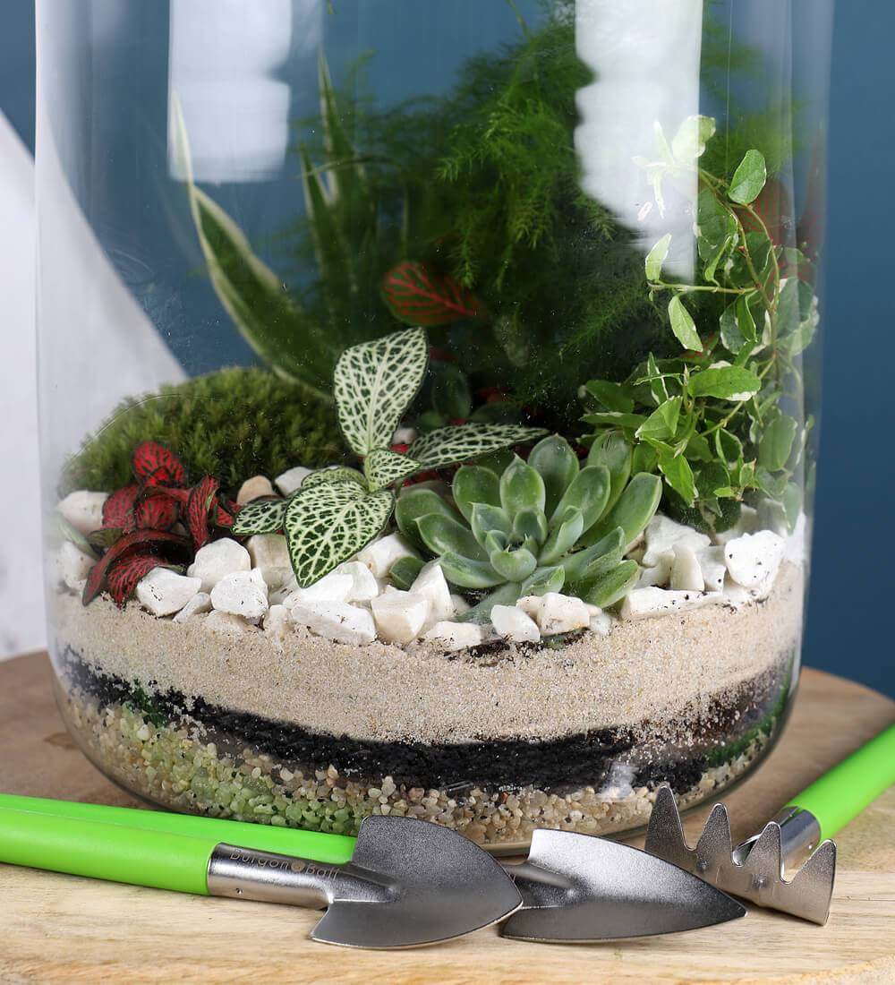 Terrarium Kit