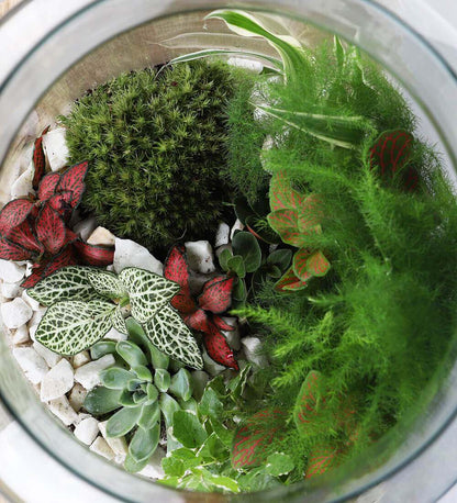 Terrarium Kit